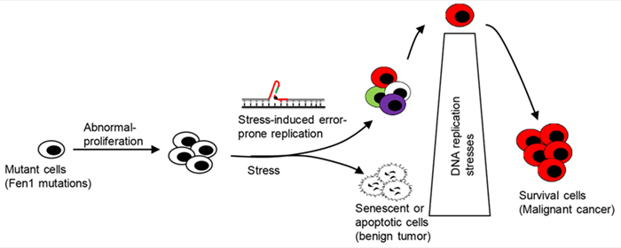 fen1-muttation-stress-cell-survival-model