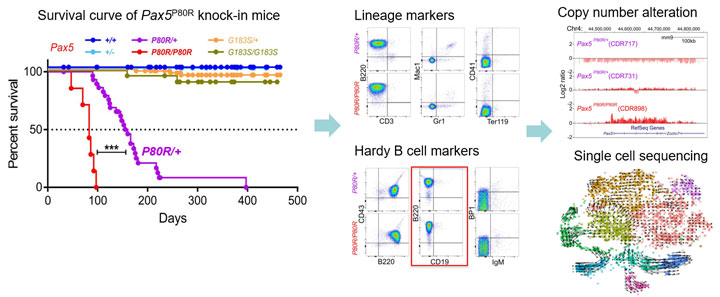 PAX5 image, Zhaohui Gu Lab