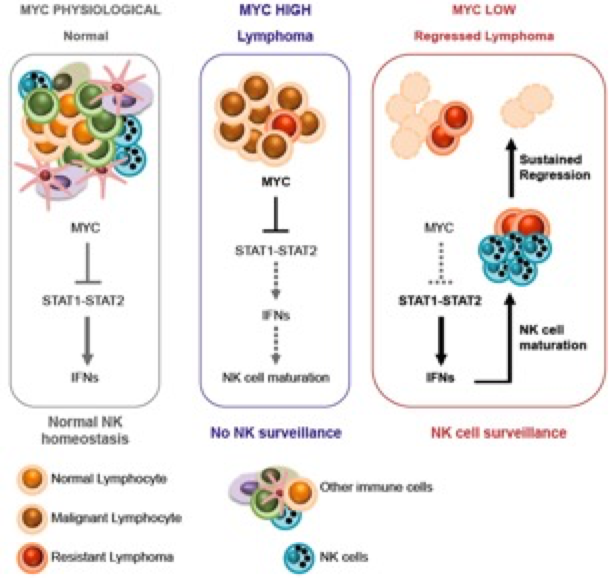 Nk Cells