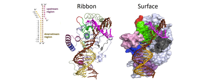 flap-endonuclease-1-fen1