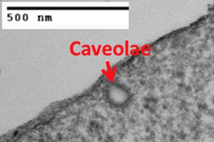 Terence Williams Lab Caveolae Black White