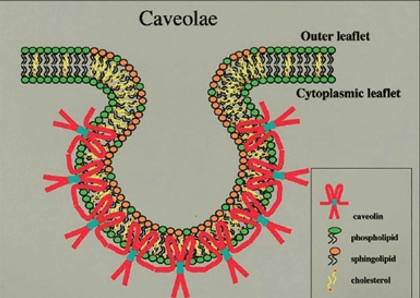 Terence Williams Lab caveolae-mediated endocytosis and nutrient scavenging