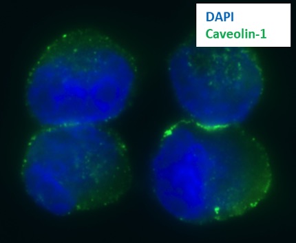 Terence Williams Lab Dapi Caveolin