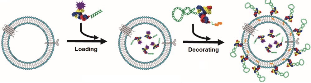 Terence Williams Lab Developmental Therapeutics