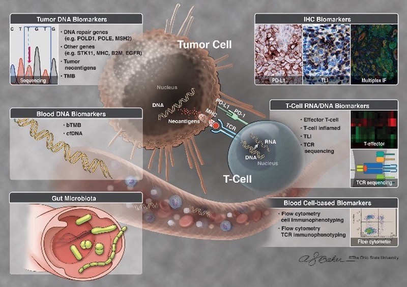 Terence Williams Lab Molecular Profiling Predictive Biomarkers