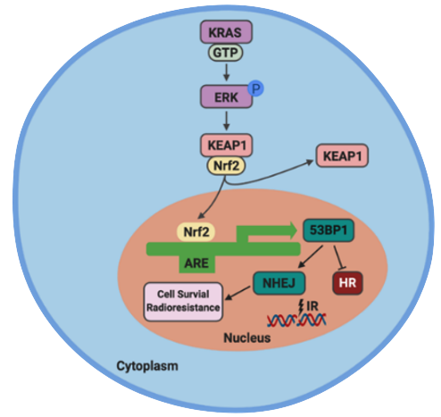 Terence Williams Lab Oncogene-Mediated Radioresistance