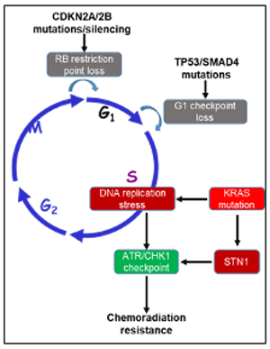 Terence Williams Lab DNA Repair and Damage Response