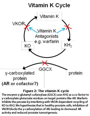 84-411-vit-k-revised-w-caption