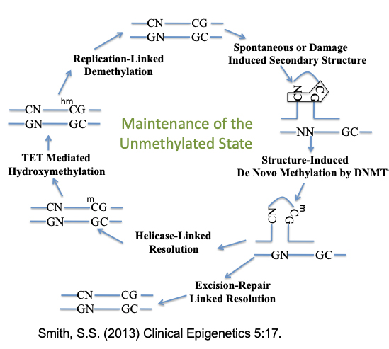 Steven Smith Figure 4