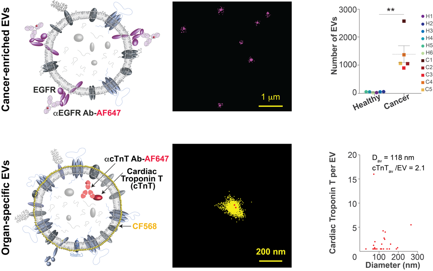 Cancer enriched EVs