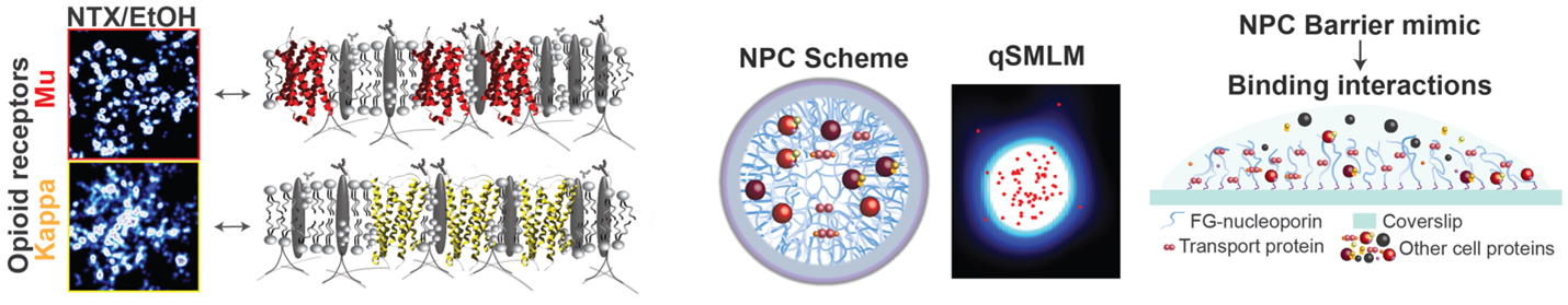 qSMLM for probing molecular mechanisms/advancing drug development