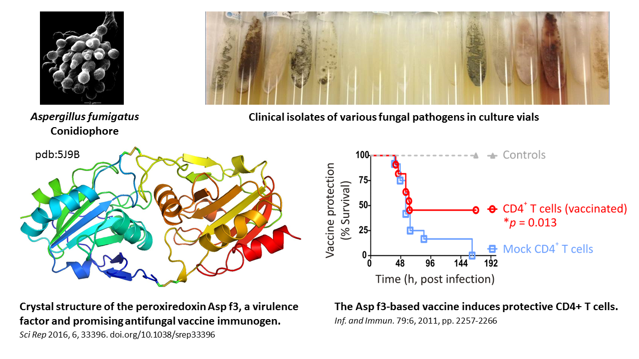 Fig1 Afumigatus Aspf3 Vaccine