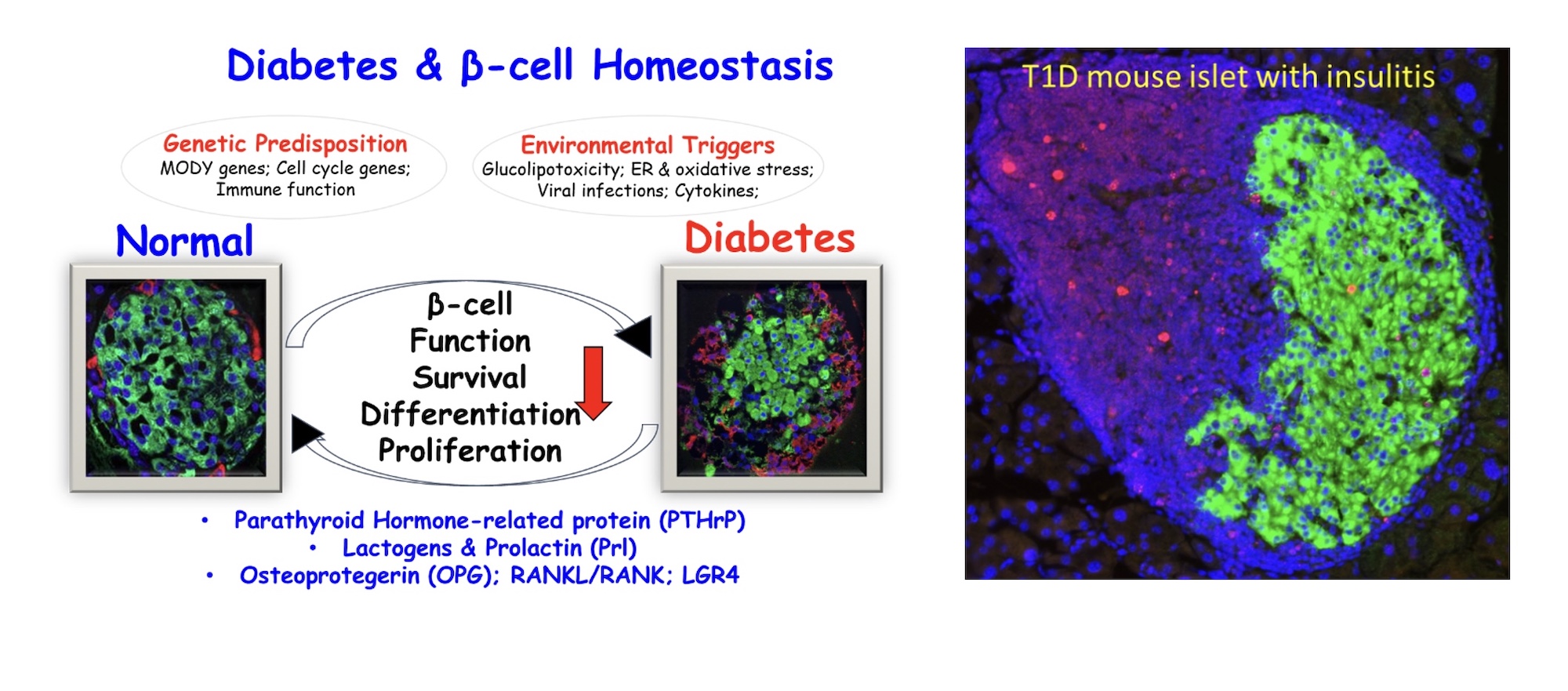 Rupangi Vasavada Lab Diabetes B Cell Homeostasis