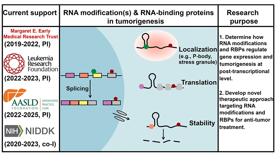 Circle: RNA modification(s); Hexagon: RNA-binding proteins (RBPs)