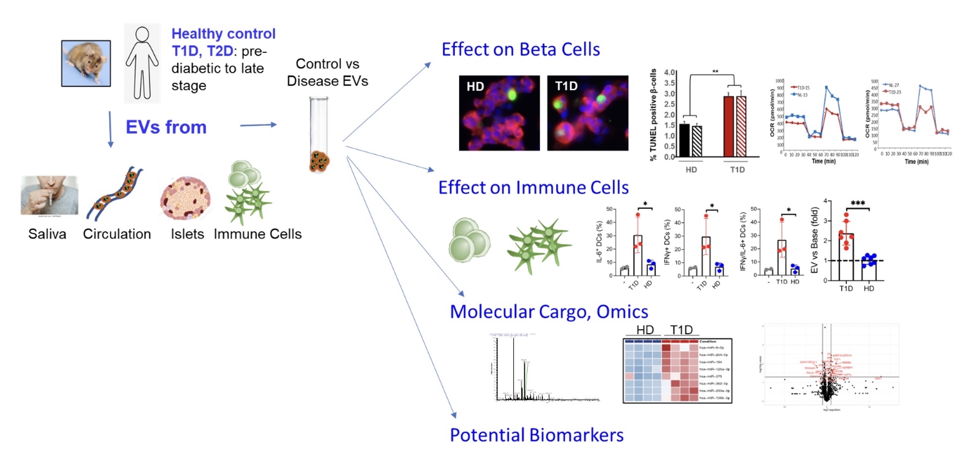 Diagram of the Role of Extracellular Vesicles in Diabetes