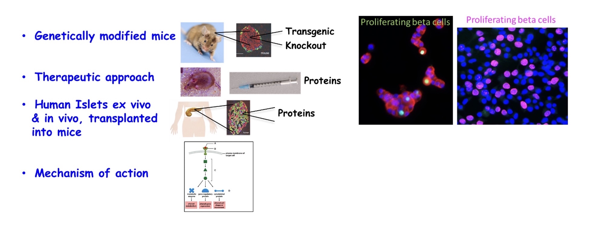 Diagram of Approach & Proliferating Beta Cells