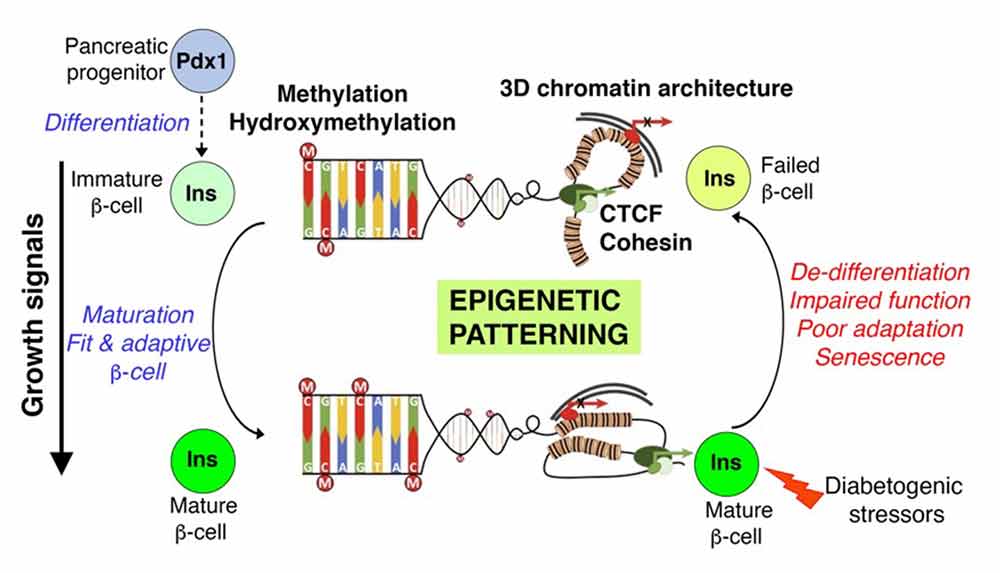 Illustration showing schematic representation of the different epigenetic mechanisms that regulate the formation, function, regeneration, and survival of beta cells in homeostasis, and their failure in diabetes.