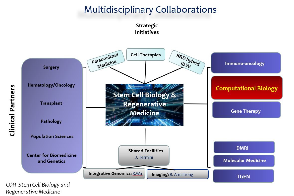 Stem Cell Biology & Regenerative Medicine Multidisciplinary Collaborations 