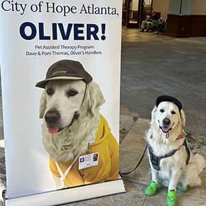 Image of Oliver the golden therapy dog in a ball cap and boots