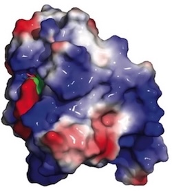 Protein called YTHDF2 that plays a starring role in advancing the development of blood cancers