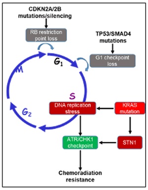 Terence Williams Lab DNA Repair and Damage Response