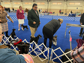 Championship dog breeder returns to her passion