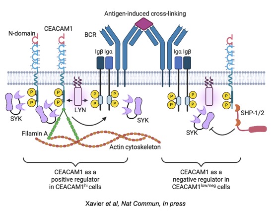 Vu Nguyen Ngo Lab Antigen Inducted Cross Linking