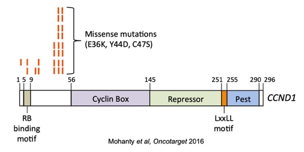 Missense Mutations Mohanty et al, Oncotarget 2016