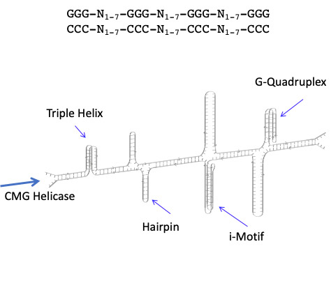 Steven Smith Figure 1