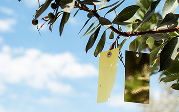 Wishing Tree and Wishing Tag
