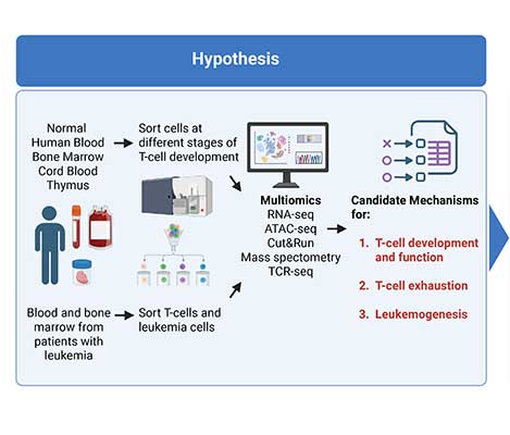 Defining the earliest stages of human T cell development 