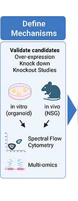 Defining the earliest stages of human T cell development 