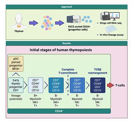 Defining the earliest stages of human T cell development 