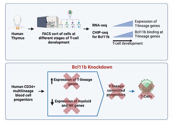 The role of BCL11B in human T cell development 