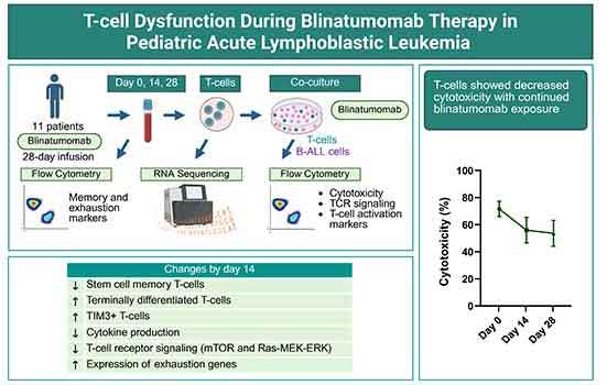Improving the efficacy of immunotherapies