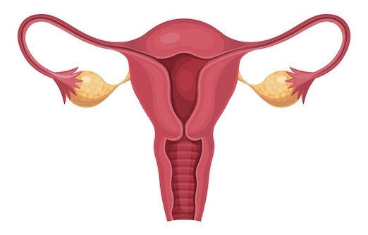 gynecological anatomy