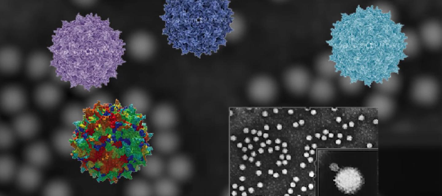Viral Vector and Gene Editing