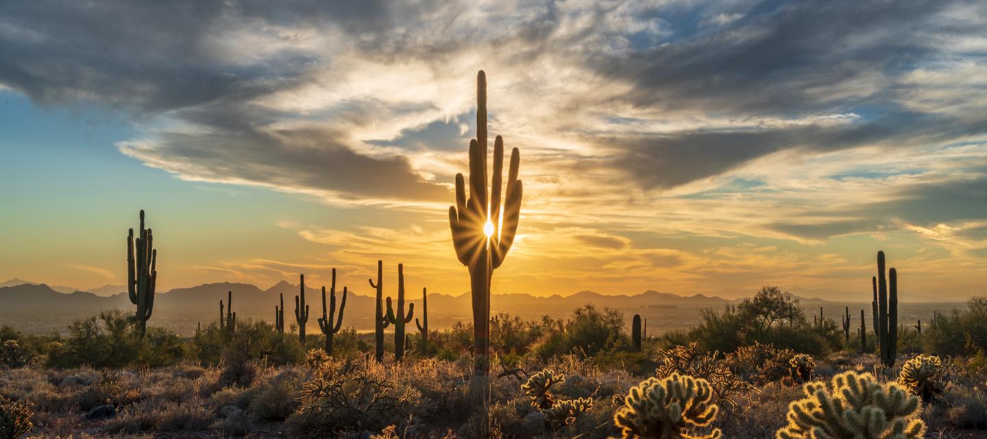 Phoenix sunset over cactus field 