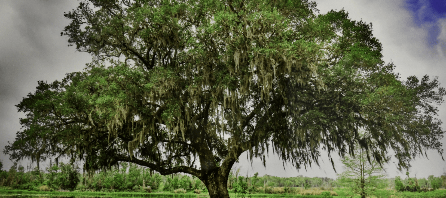 Mark Austin, Brazos Park