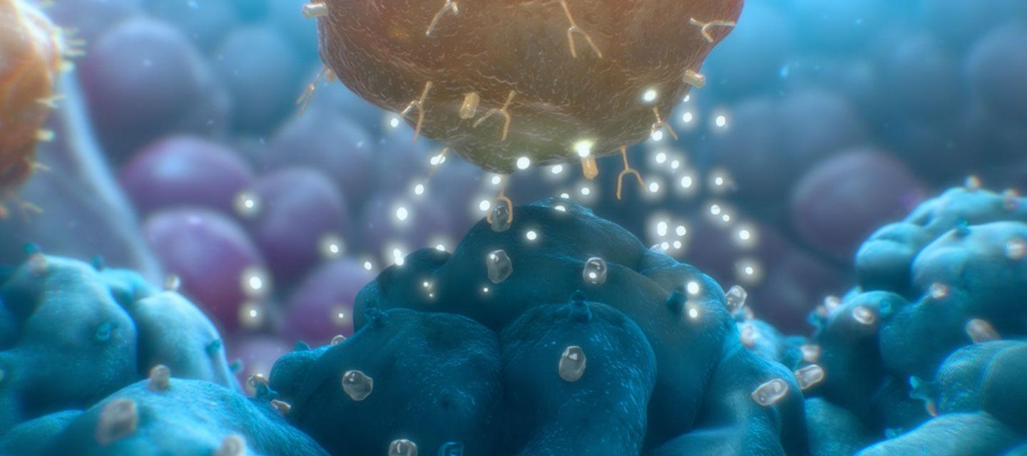 CAR T Cell Killing Tumor Cell