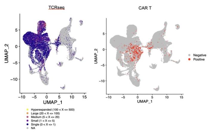 Leo Wang Lab Cellular and Molecular Characterization TCRseq CAR T Diagram