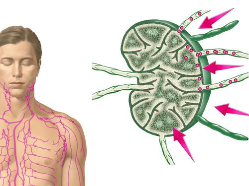Anatomy of a lymph node on a man