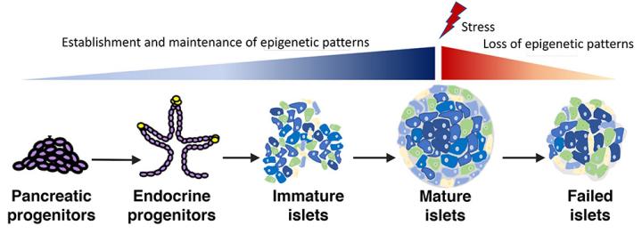 DNA methylation patterns established in early pancreas development are dysregulated during beta-cell failure in the setting of diabetes.