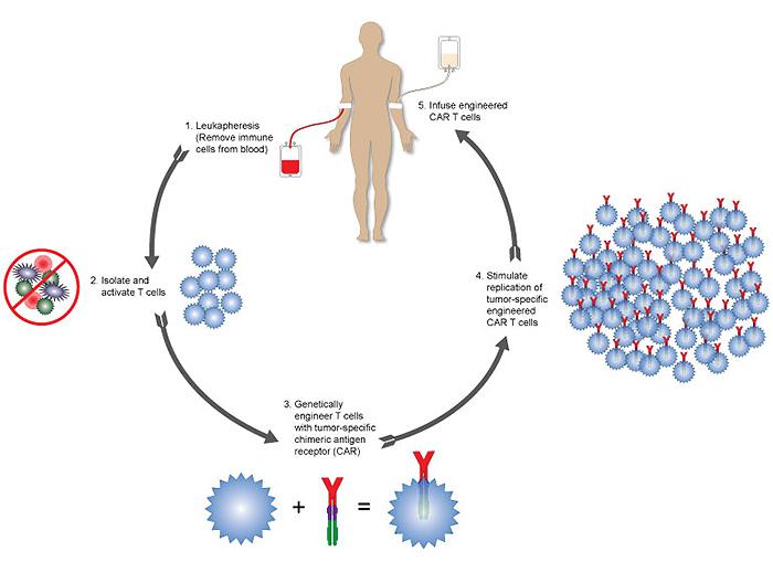T Cell Immunotherapy