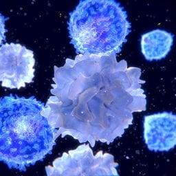 Dendritic cells and T-lymphocytes