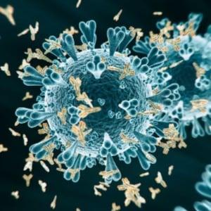 COVID antibodies 300x300 COVID antibodies