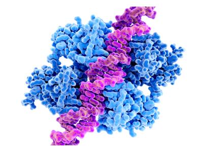 DNA Repair Sumanta Pal | City of Hope