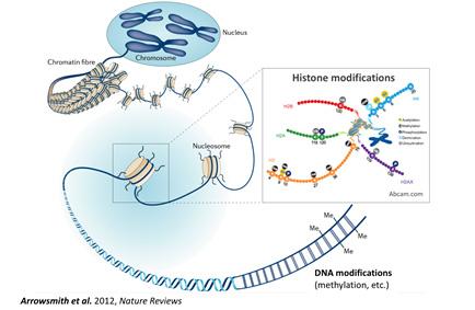 Division of Epigenetic and Transcriptional Engineering Fig 1