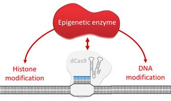 Division of Epigenetic and Transcriptional Engineering Fig 4