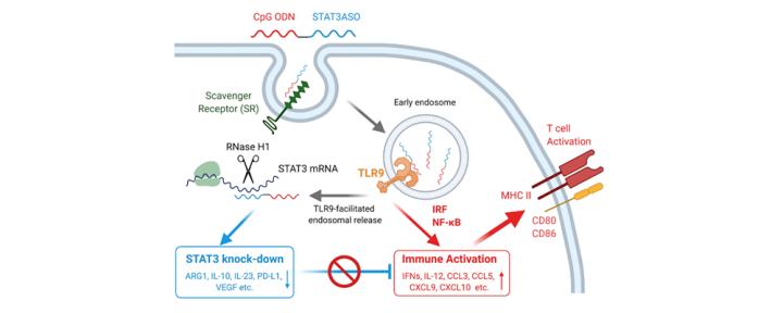 Kortylewski lab research figure 2